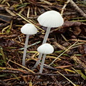 Witte stinkmycena